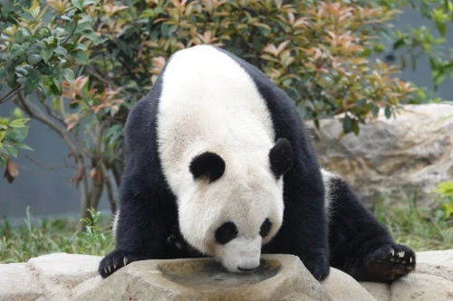 Panda Qi Zhen 1999 3