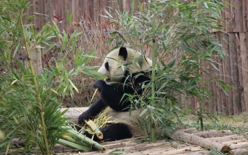 Panda Qi Zhen 1999 4