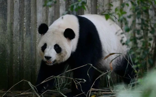 Panda Qi Zhen 1999 6