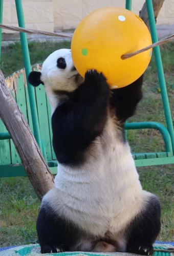 Panda Qian Bao 6