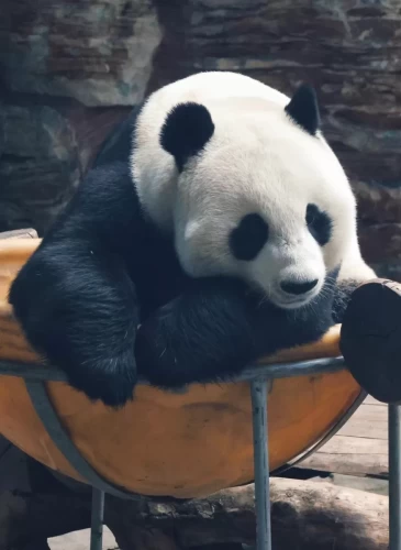 Panda Qian Bao 8
