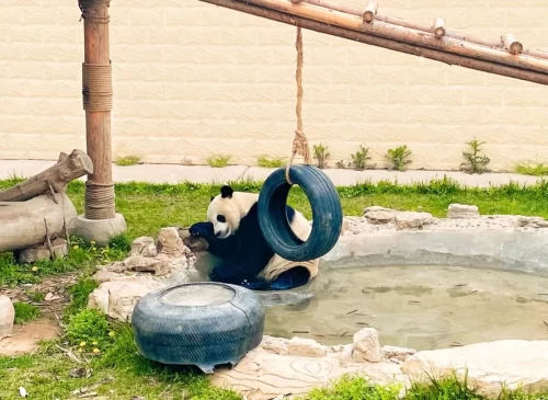 Panda Qian Bao 9