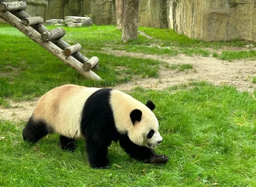 Panda Qian Jin 8