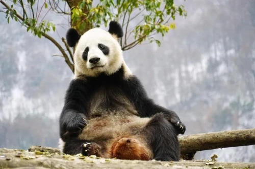 Panda Qian Qian 2006 1