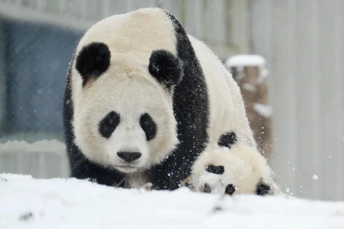 Panda Qian Qian 2006 2