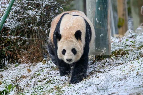 Panda Qian Qian 2006 3