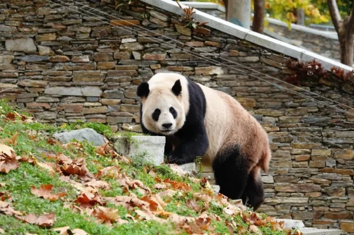 Panda Qian Qian 2006 4