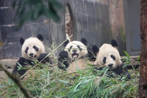 Panda Qian Qian 2006 6