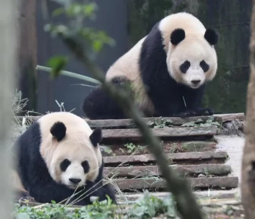 Panda Qian Qian 2006 7