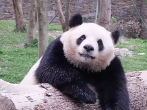 Panda Qiao Dou Dou 11