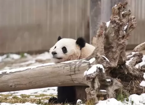 Panda Qiao Dou Dou 15