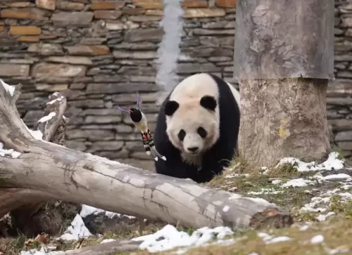 Panda Qiao Dou Dou 16