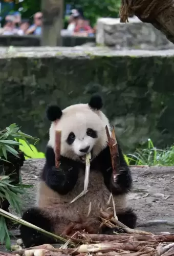 Panda Qiao Dou Dou 17