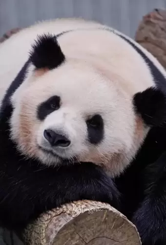 Panda Qiao Dou Dou 5