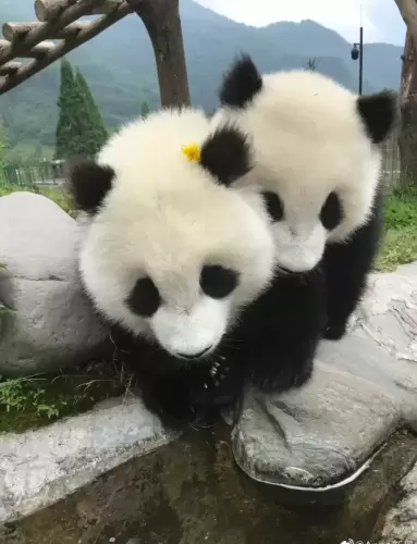 Panda Qiao Dou Dou 8