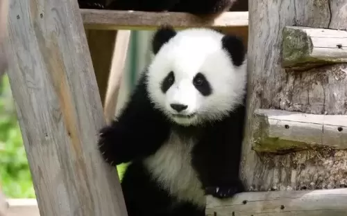 Panda Qiao Dou Dou 9