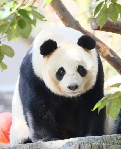 Panda Qiao Qiao 1
