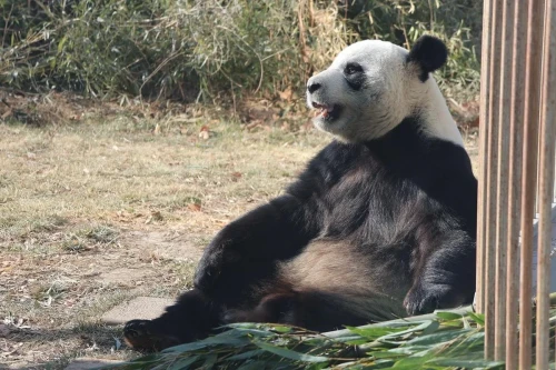 Panda Qiao Qiao 2011 1