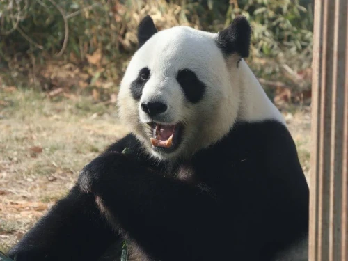 Panda Qiao Qiao 2011 2