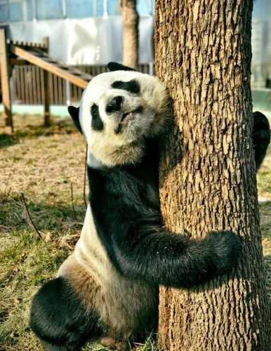 Panda Qiao Qiao 2011 3