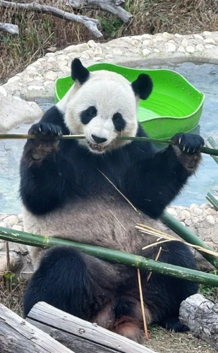 Panda Qiao Qiao 2011 4