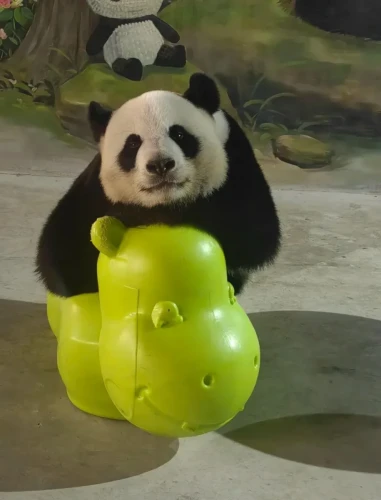 Panda Qiao Qiao 2011 5