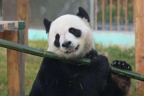 Panda Qiao Qiao 2011 6