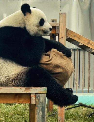 Panda Qiao Qiao 2011 7