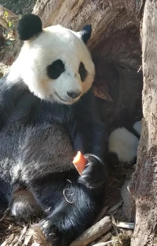 Panda Qiao Qiao 3