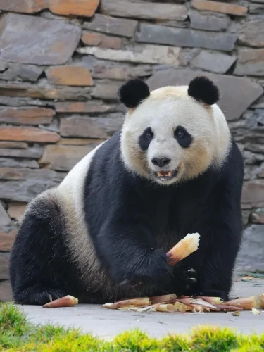 Panda Qiao Qiao 4