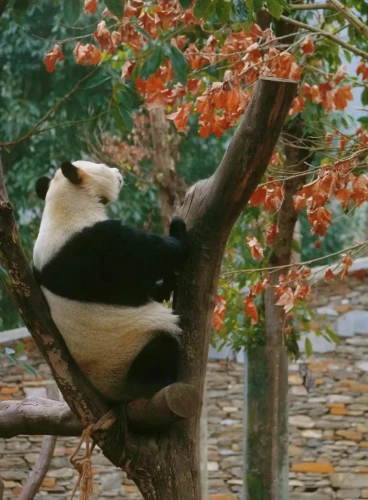 Panda Qiao Qiao 5