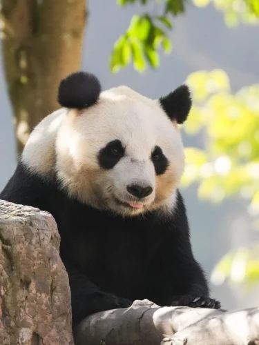 Panda Qiao Qiao 6
