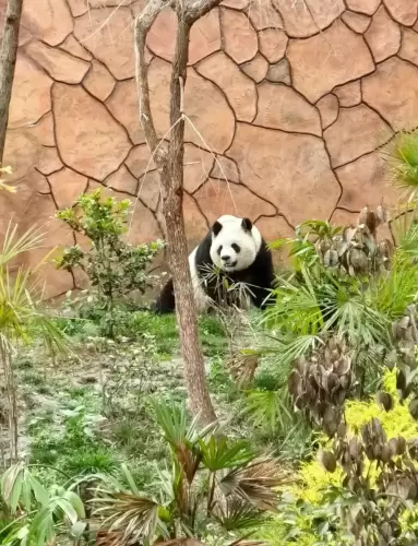 Panda Qiao Yue 4