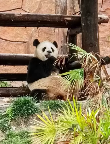 Panda Qiao Yue 5