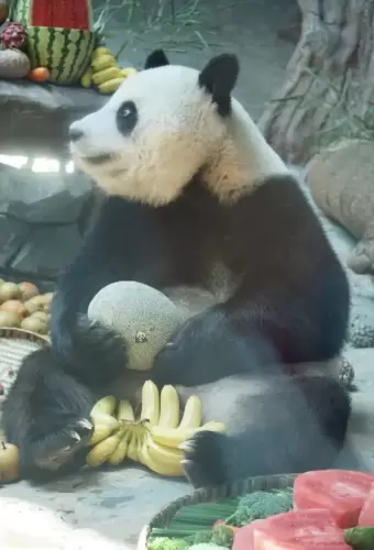 Panda Qiao Yue 6