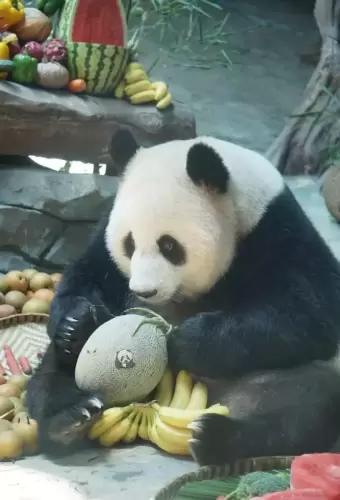 Panda Qiao Yue 7