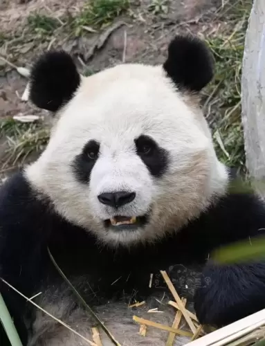 Panda Qiao Yue 9