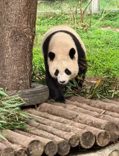 Panda Qin Mei 2