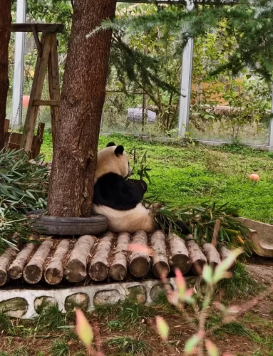 Panda Qin Mei 3