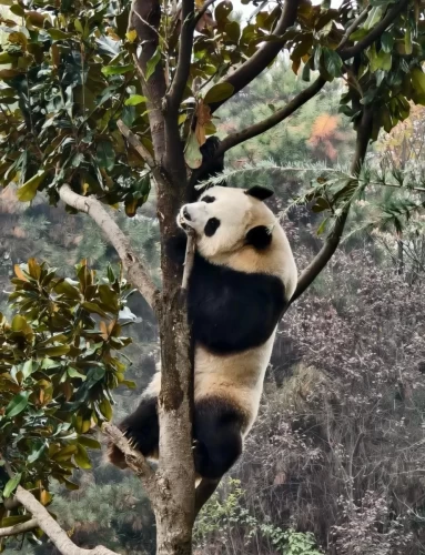 Panda Qin Mei 4