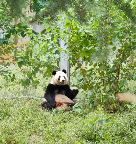 Panda Qin Mei 7