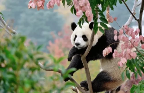 Panda Qin Xiu 10