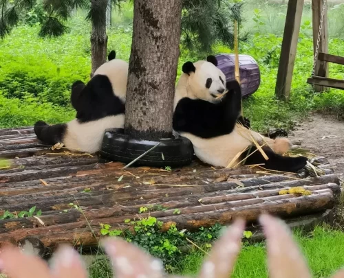 Panda Qin Xiu 2