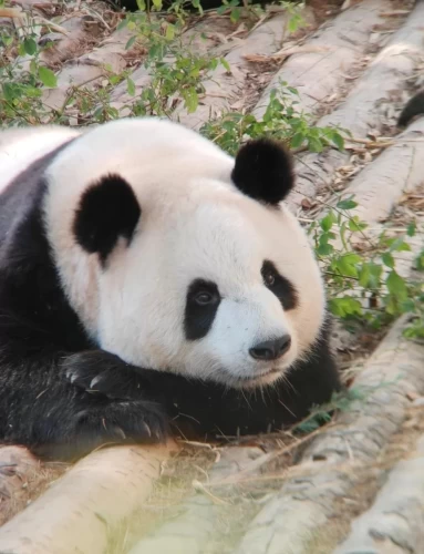 Panda Qin Xiu 3