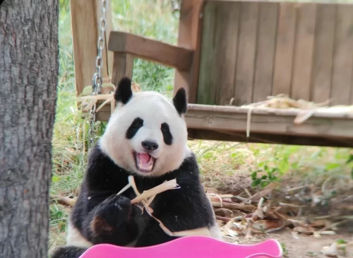 Panda Qin Xiu 4
