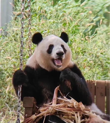 Panda Qin Xiu 5