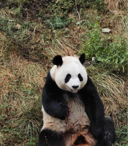Panda Qin Xiu 6