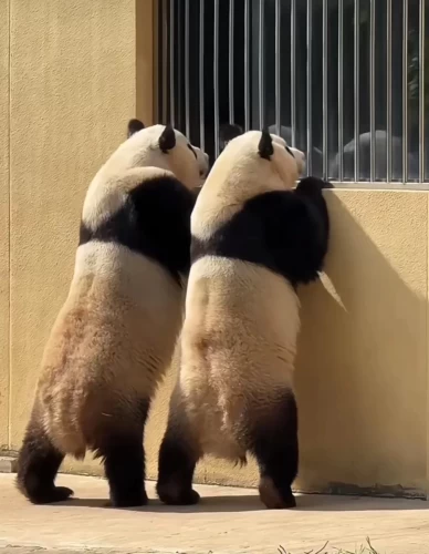 Panda Qin Xiu 8