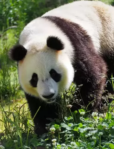 Panda Qin Yun 1
