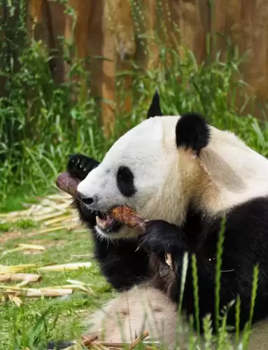 Panda Qin Yun 3